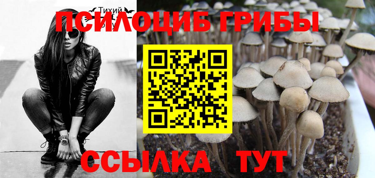 Псилоцибиновые грибы мицелий  Вход с VPN  Псков  Псилоцибиновые грибы GOLDEN TEACHER 